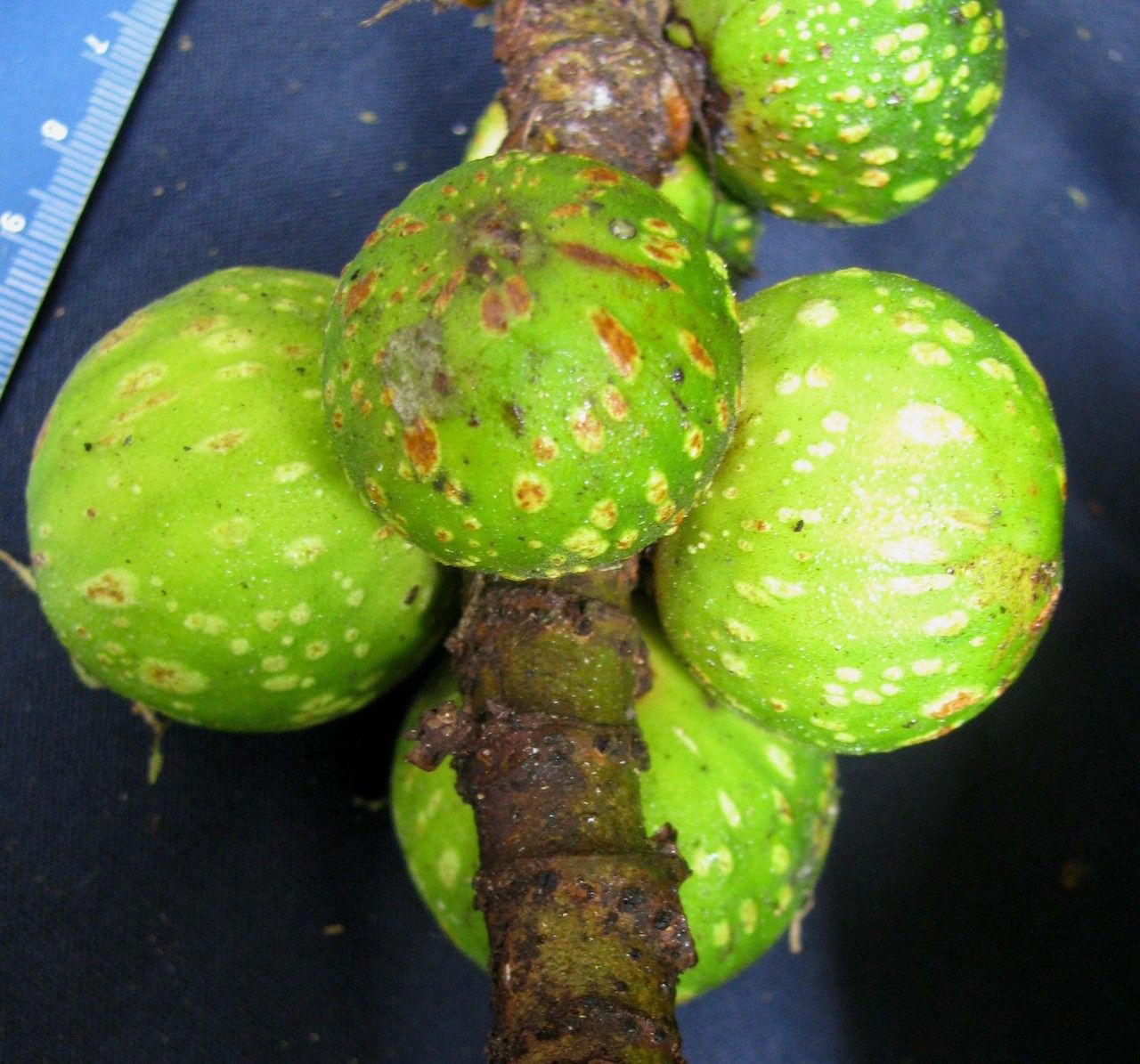 Ficus macbridei fruit