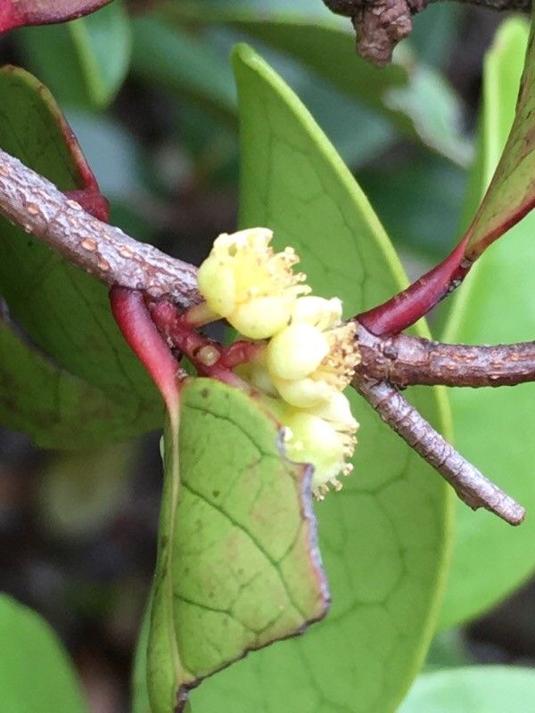 Xylosma pininsularis flower
