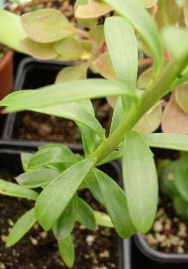 Senecio marnieri — houseplant care guide