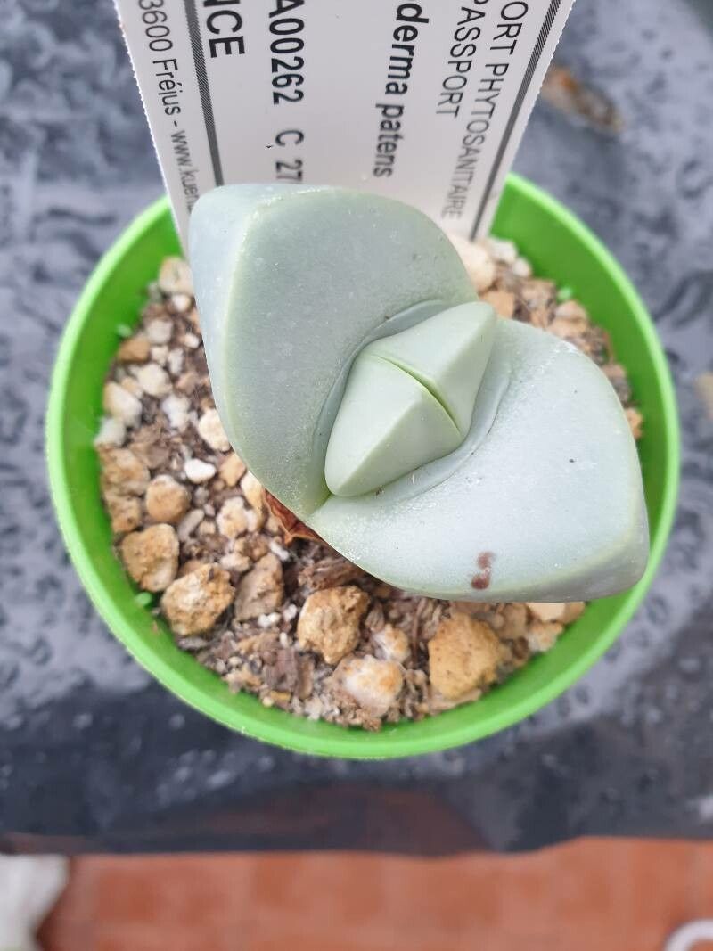 Argyroderma patens — houseplant care guide