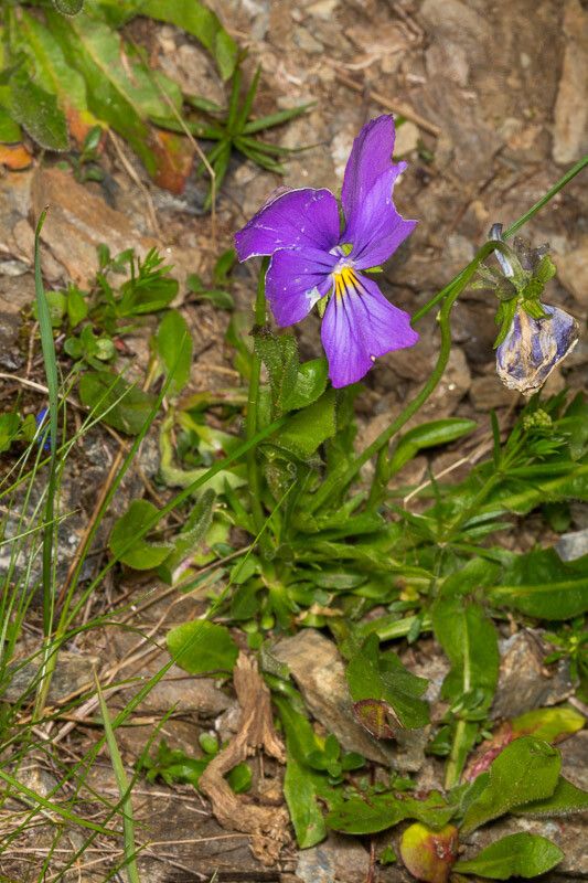 Viola calcarata leaf