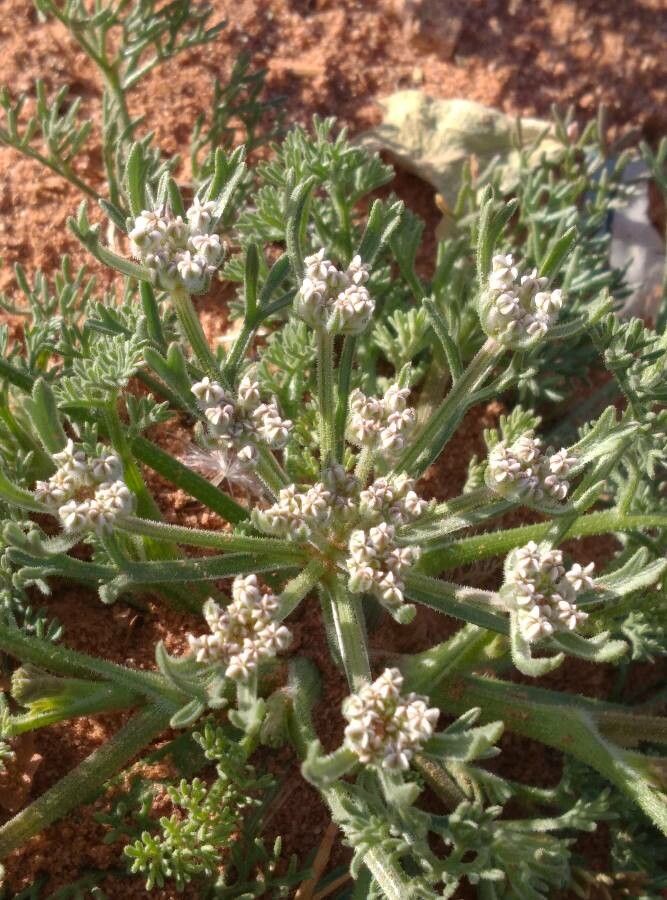 Daucus sahariensis flower