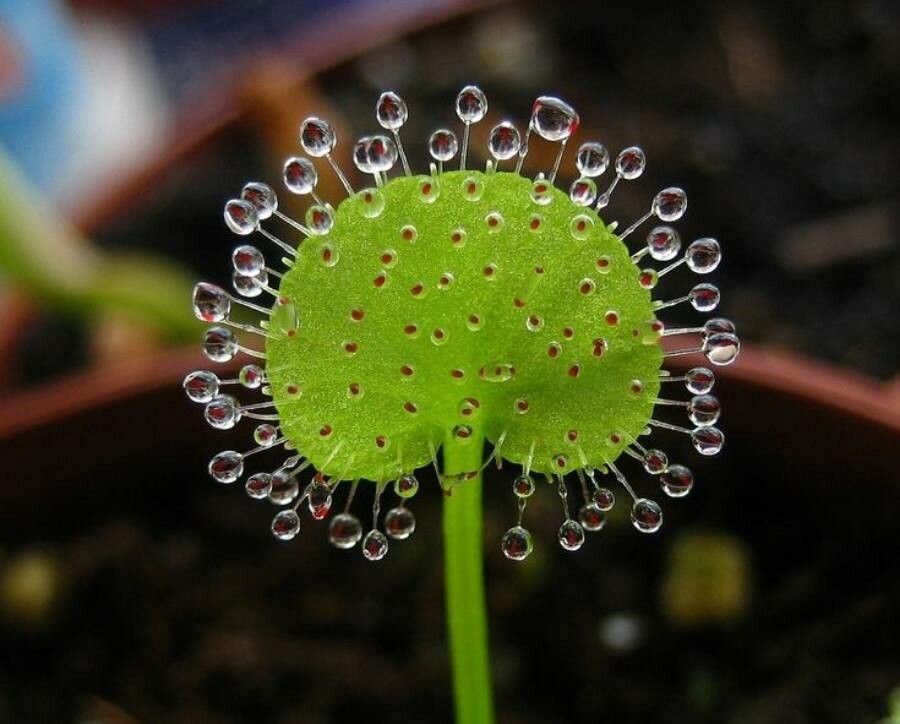 Drosophyllum lusitanicum flower