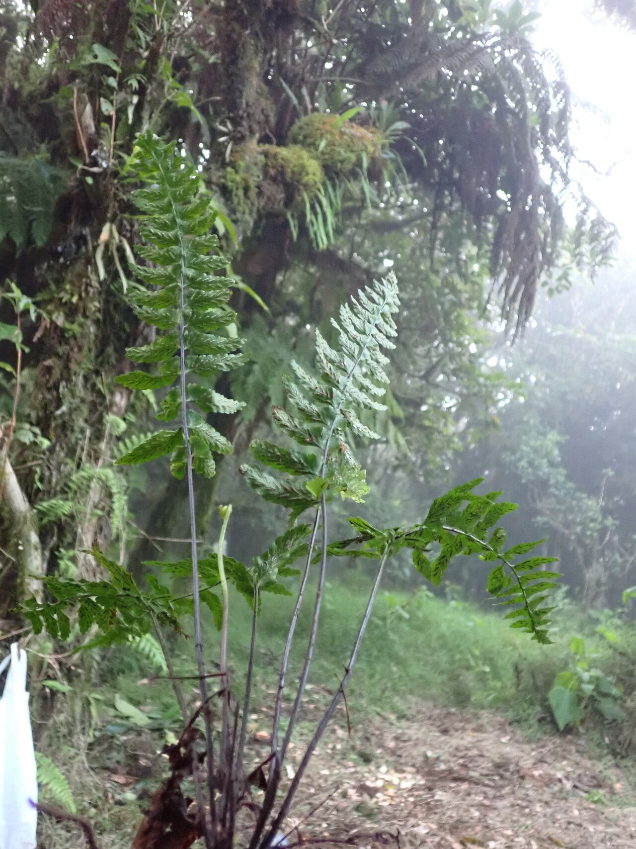 Asplenium inaequilaterale habit