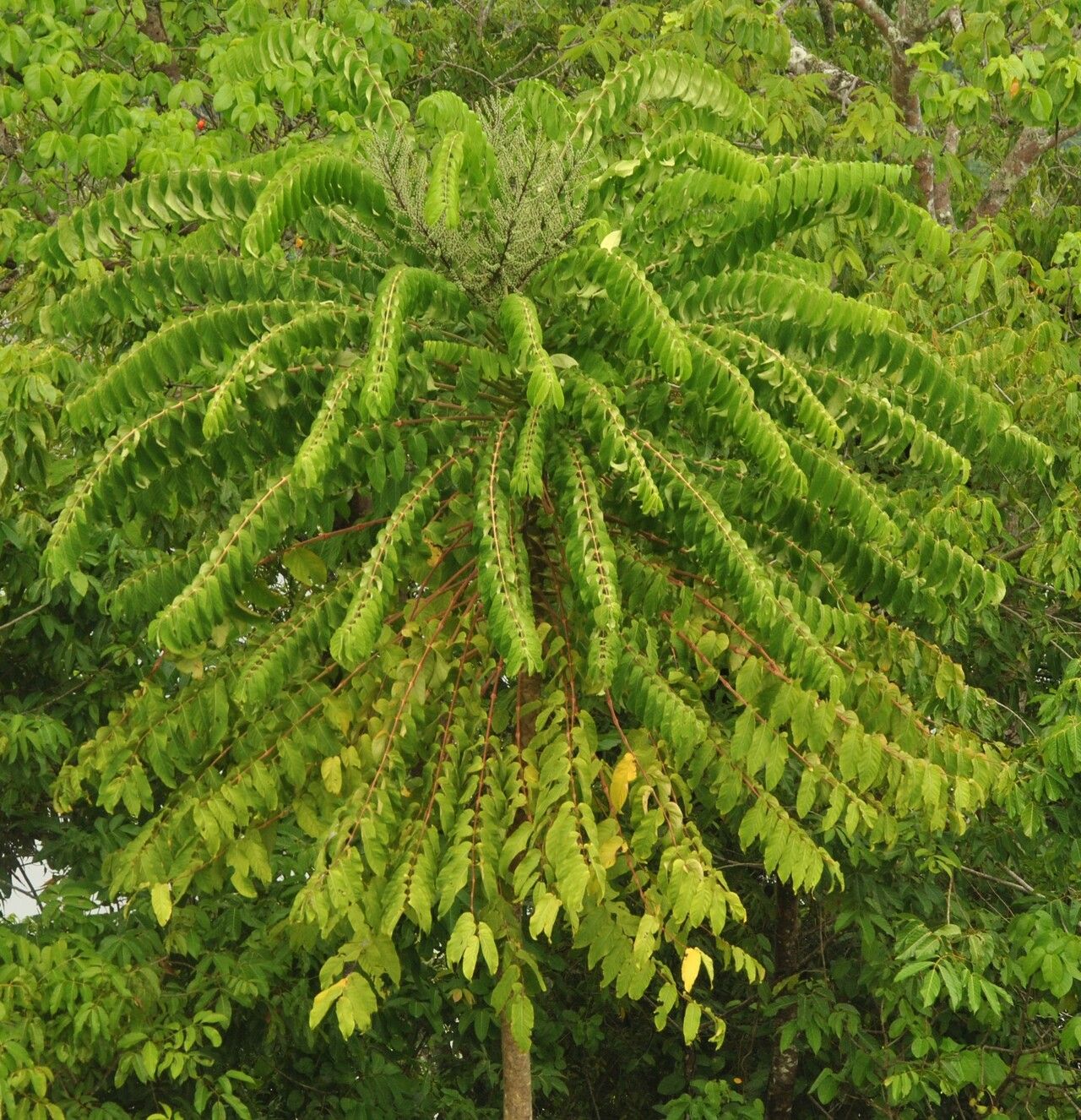 Polyscias nodosa other