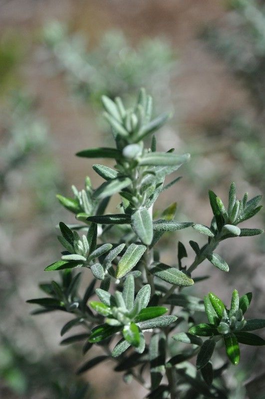 Hubertia tomentosa — houseplant care guide
