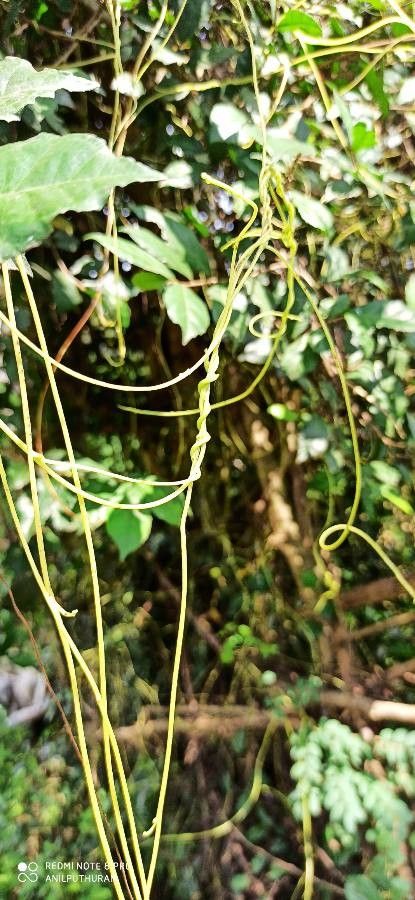 Cuscuta japonica — search result for 'Cuscuta'