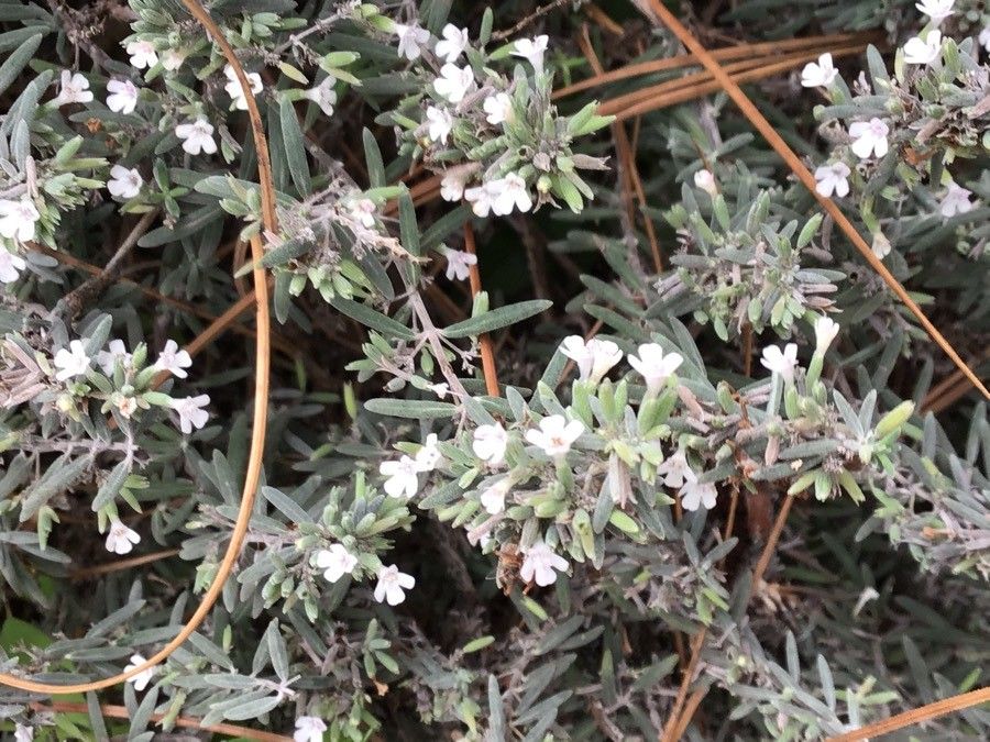 Micromeria tenuis flower
