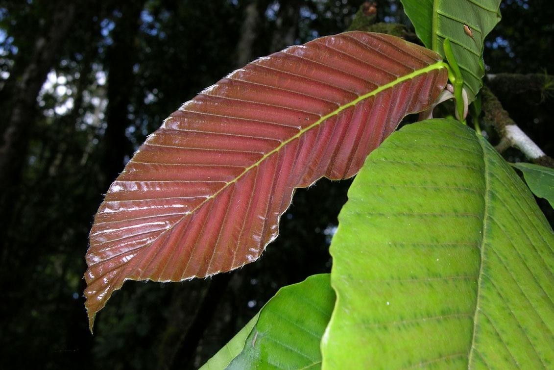 Dipterocarpus hasseltii leaf