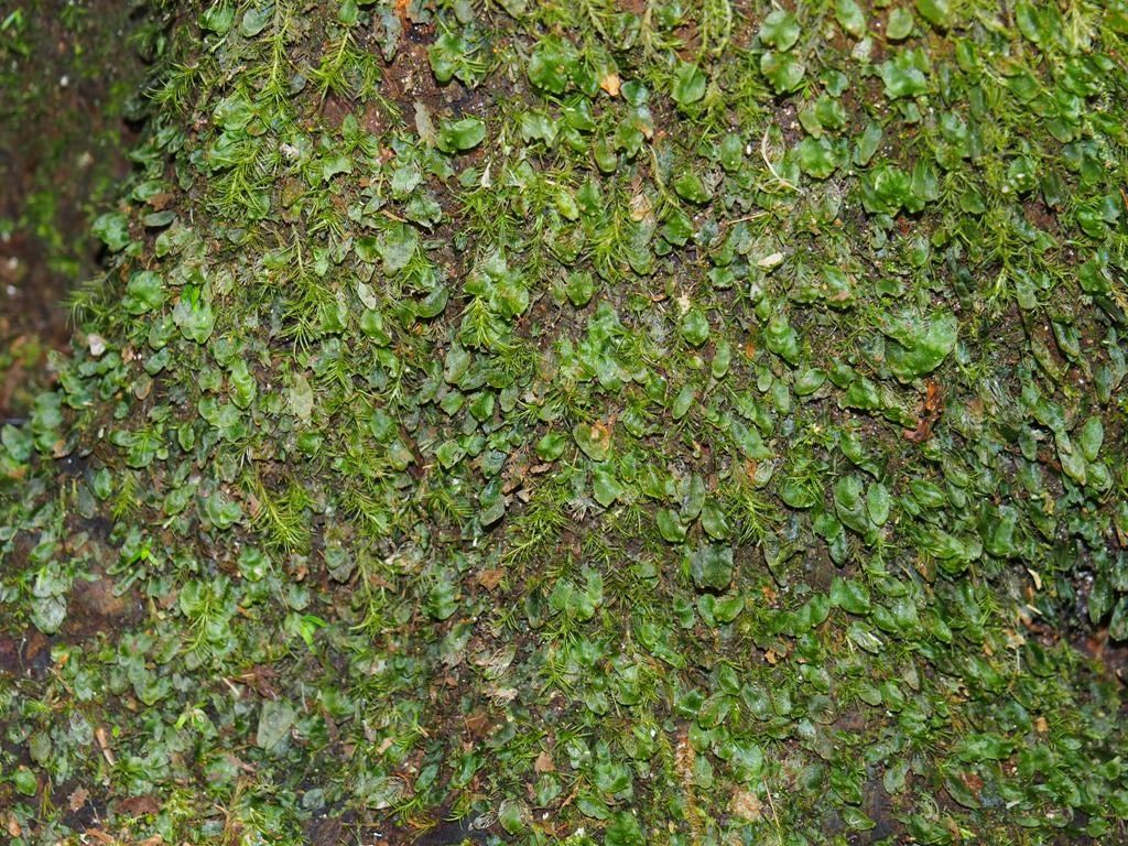 Trichomanes bimarginatum habit