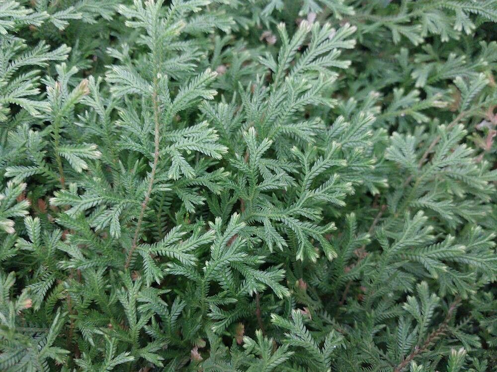 Selaginella galeottii — houseplant care guide