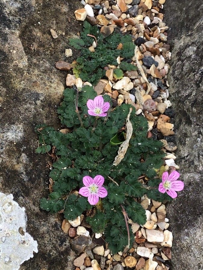 Erodium corsicum — search result for 'Erodium'