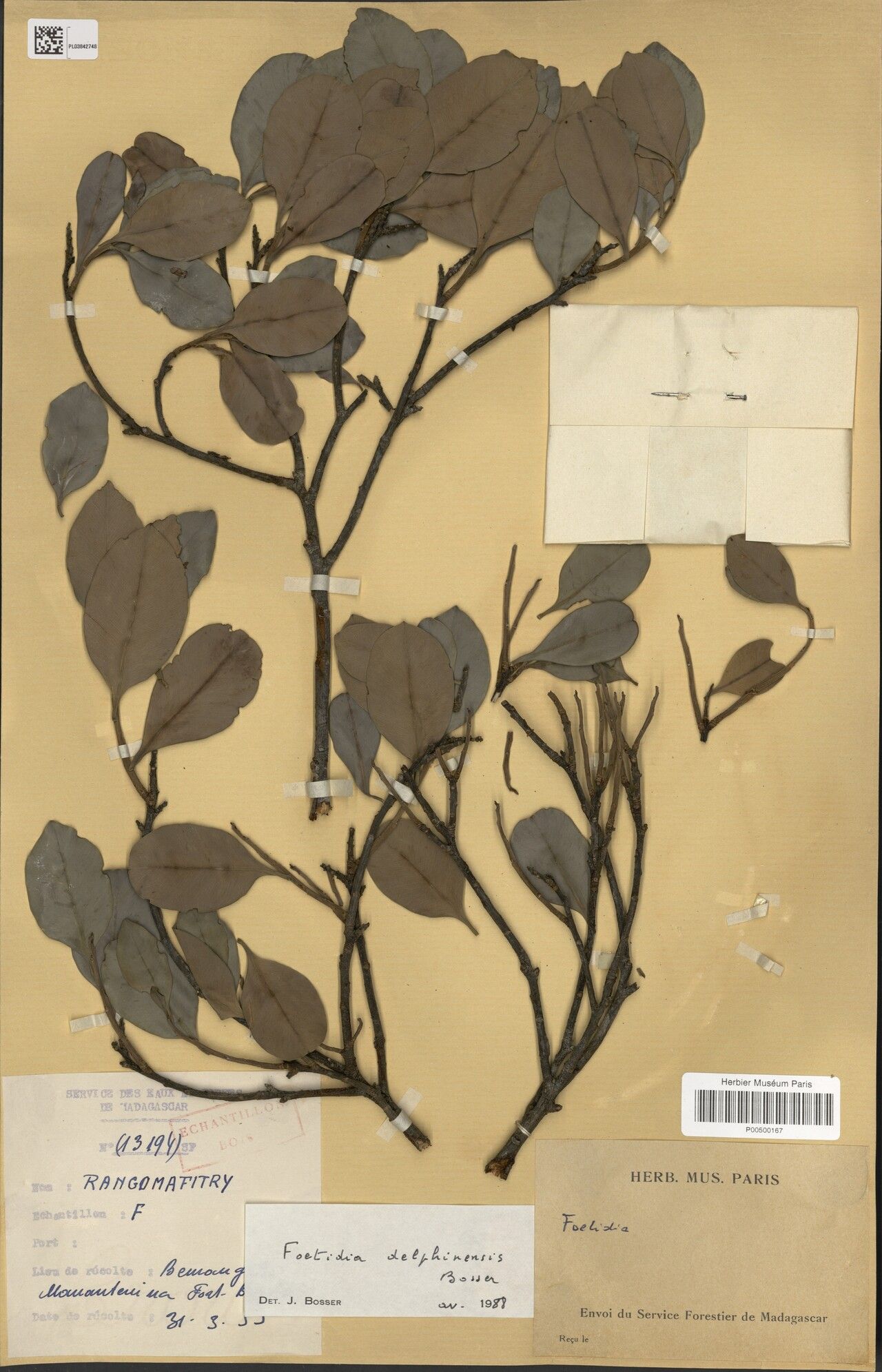 Foetidia delphinensis — houseplant care guide