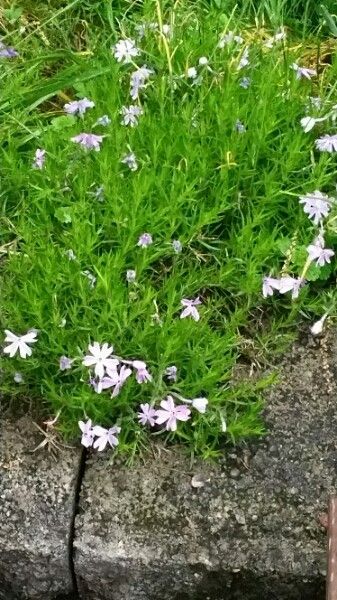 Phlox speciosa habit