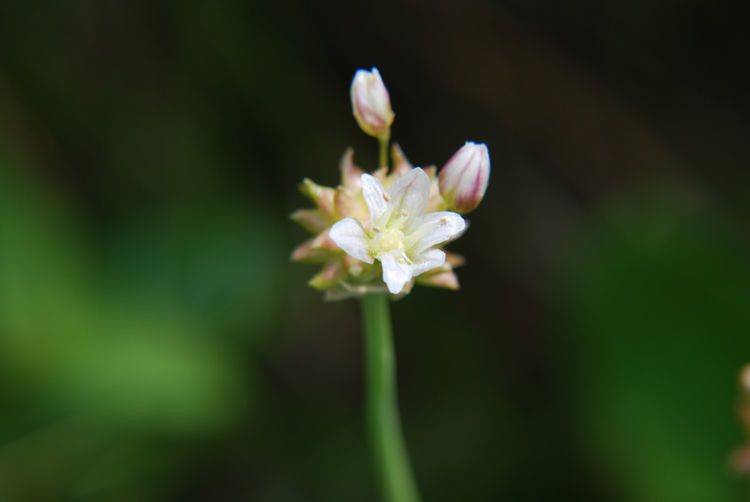 Allium geyeri flower