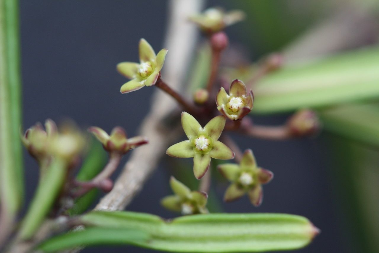 Marsdenia neocaledonica — houseplant care guide