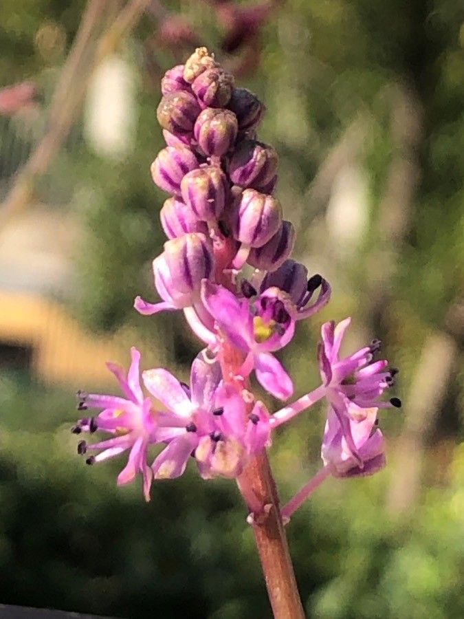 Barnardia numidica flower