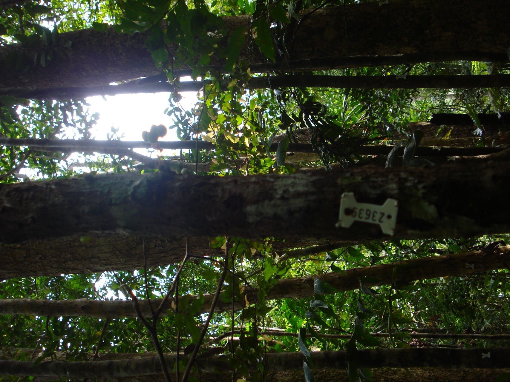 Acropogon merytifolius bark