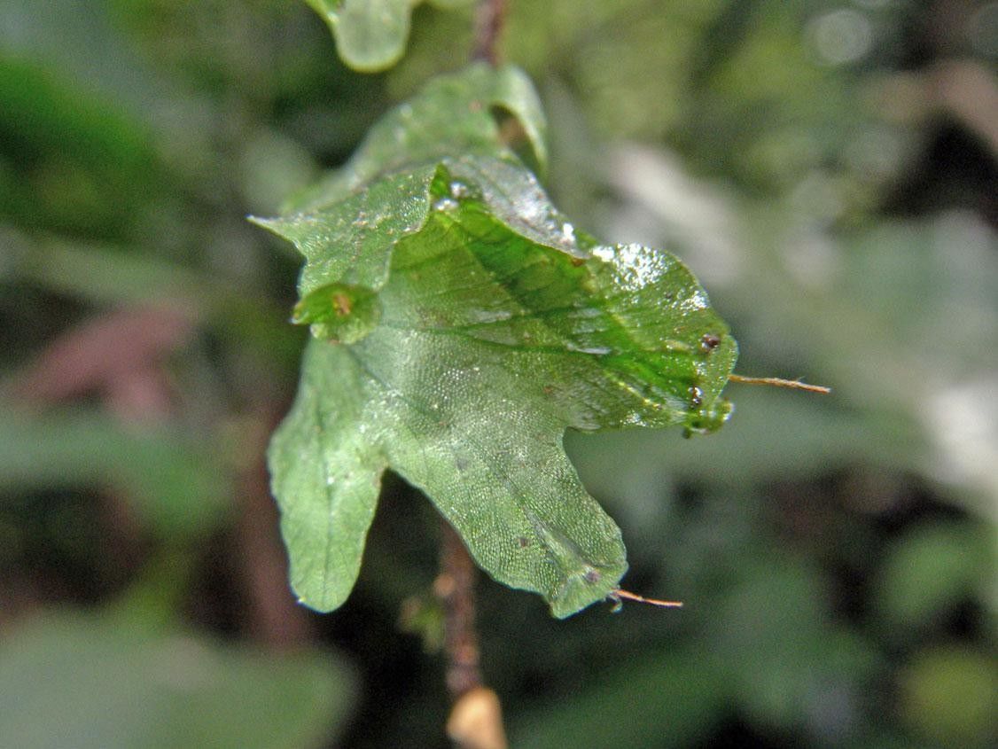 Trichomanes ekmanii — houseplant care guide