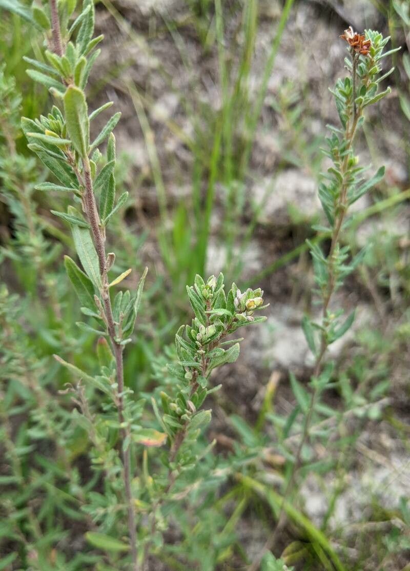 Crocanthemum bicknellii bark