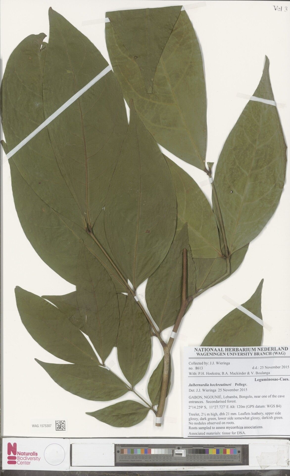 Julbernardia hochreutineri — related species from the same genus