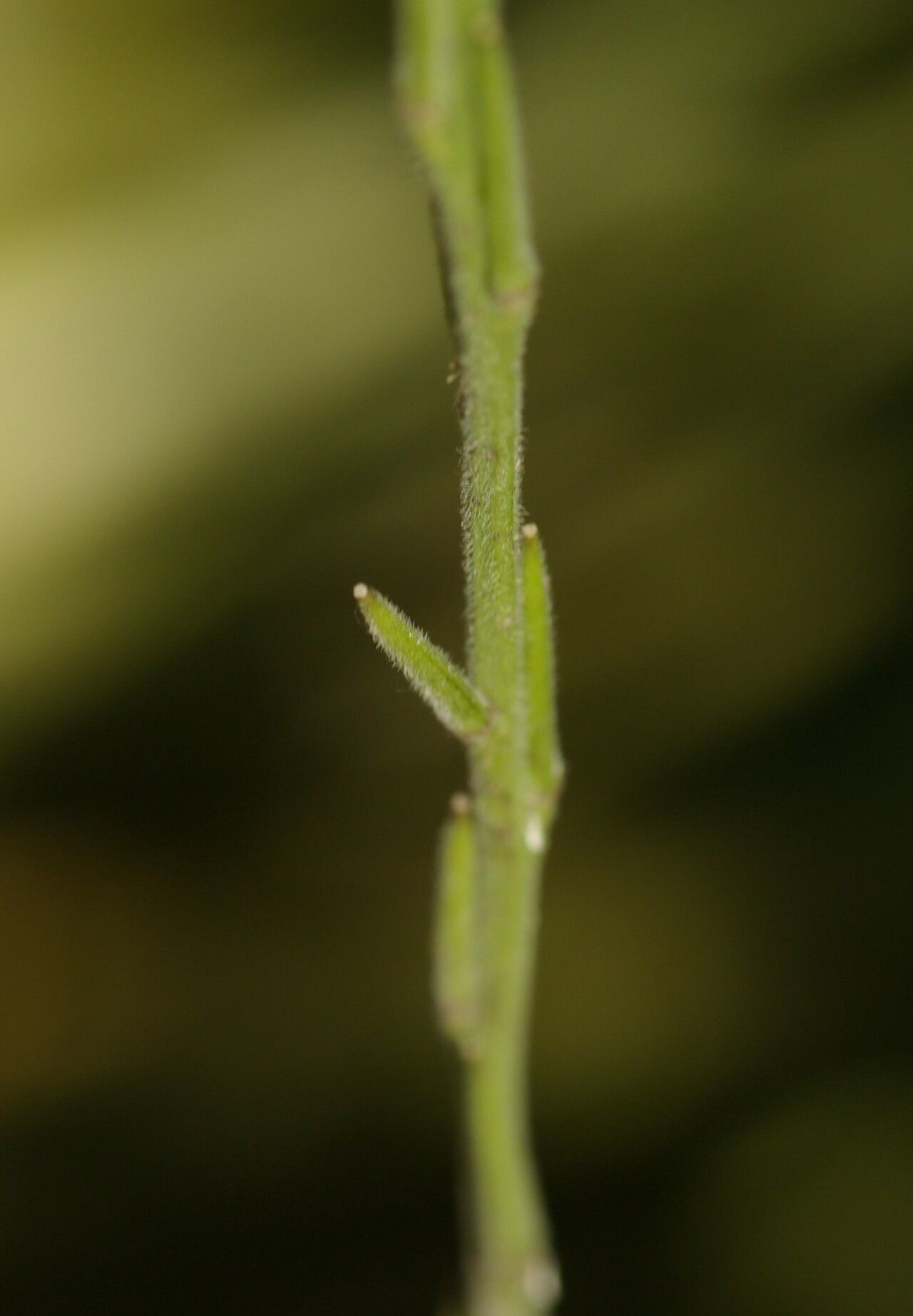 Sisymbrium officinale fruit