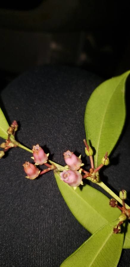 Ficus americana flower