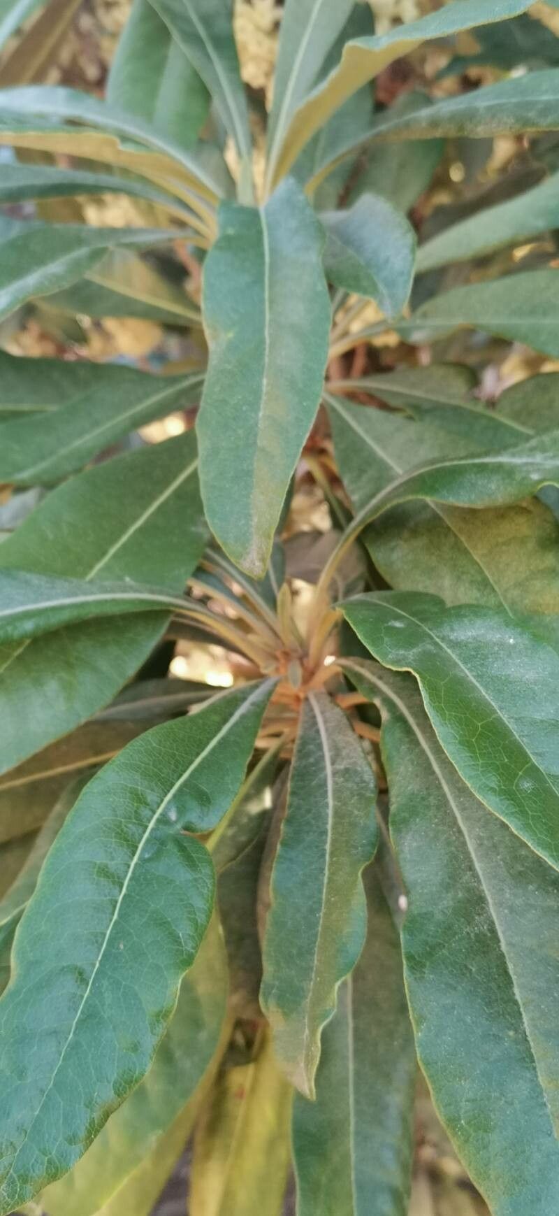 Pittosporum hosmeri — search result for 'Pittosporum'