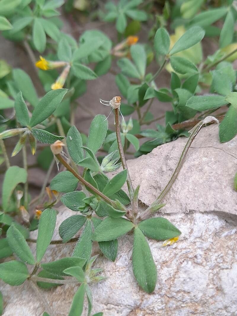 Lotus halophilus fruit