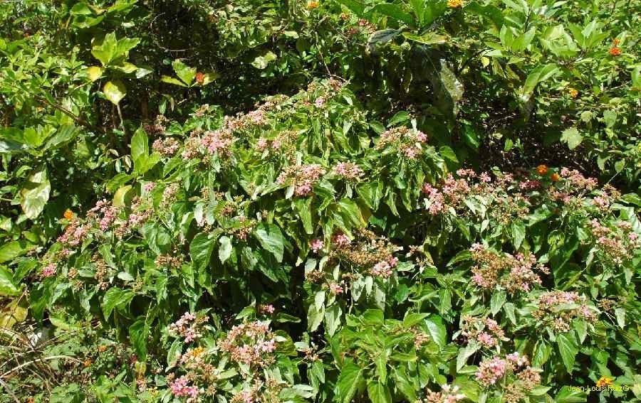 Melochia odorata habit