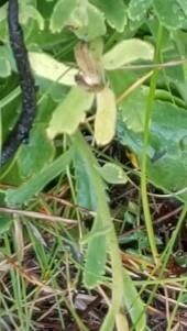 Brachyscome spathulata — search result for 'Brachyscome'