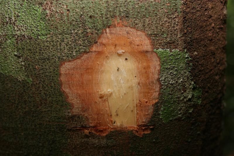 Protium aracouchini other