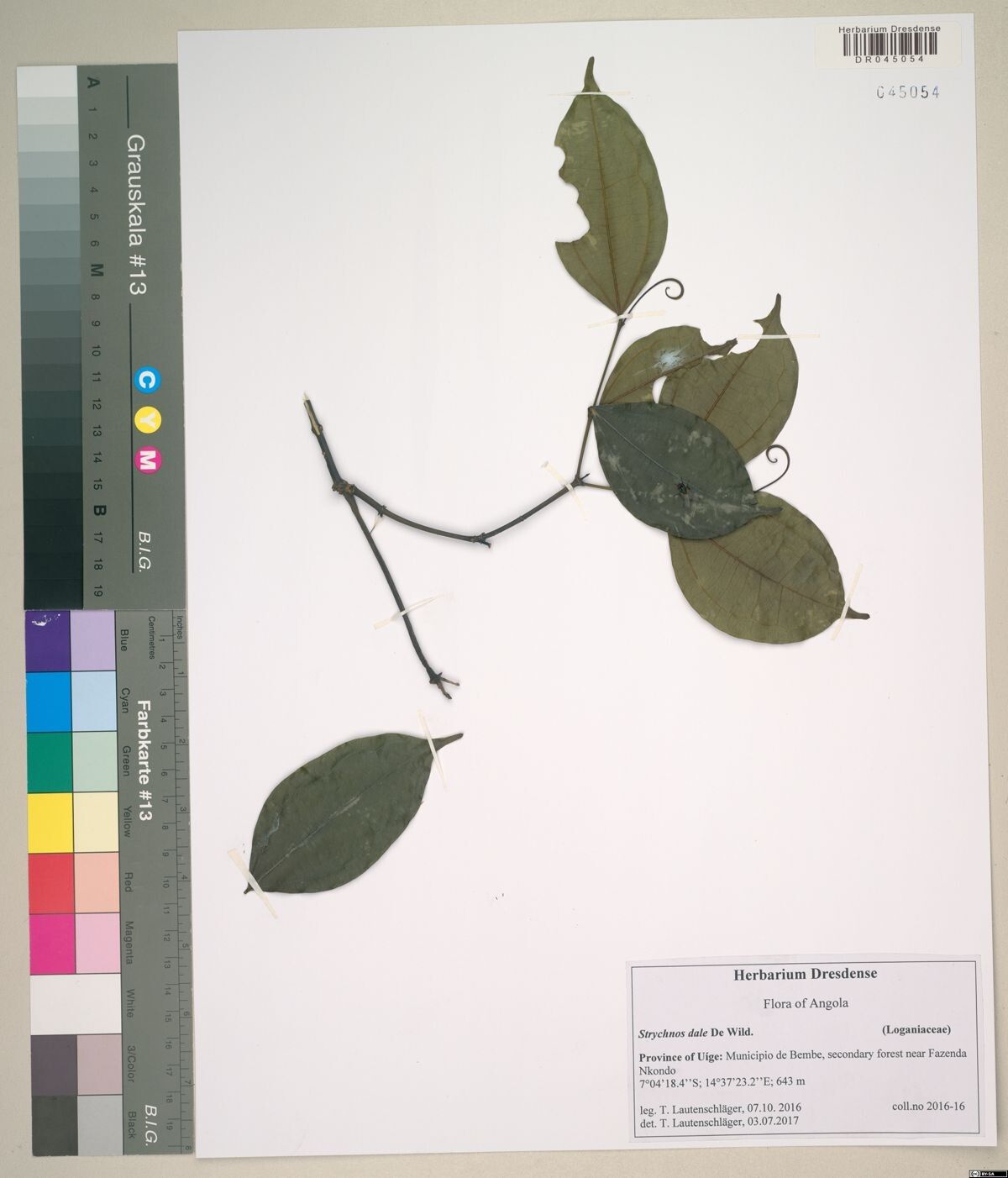 Strychnos dale — houseplant care guide