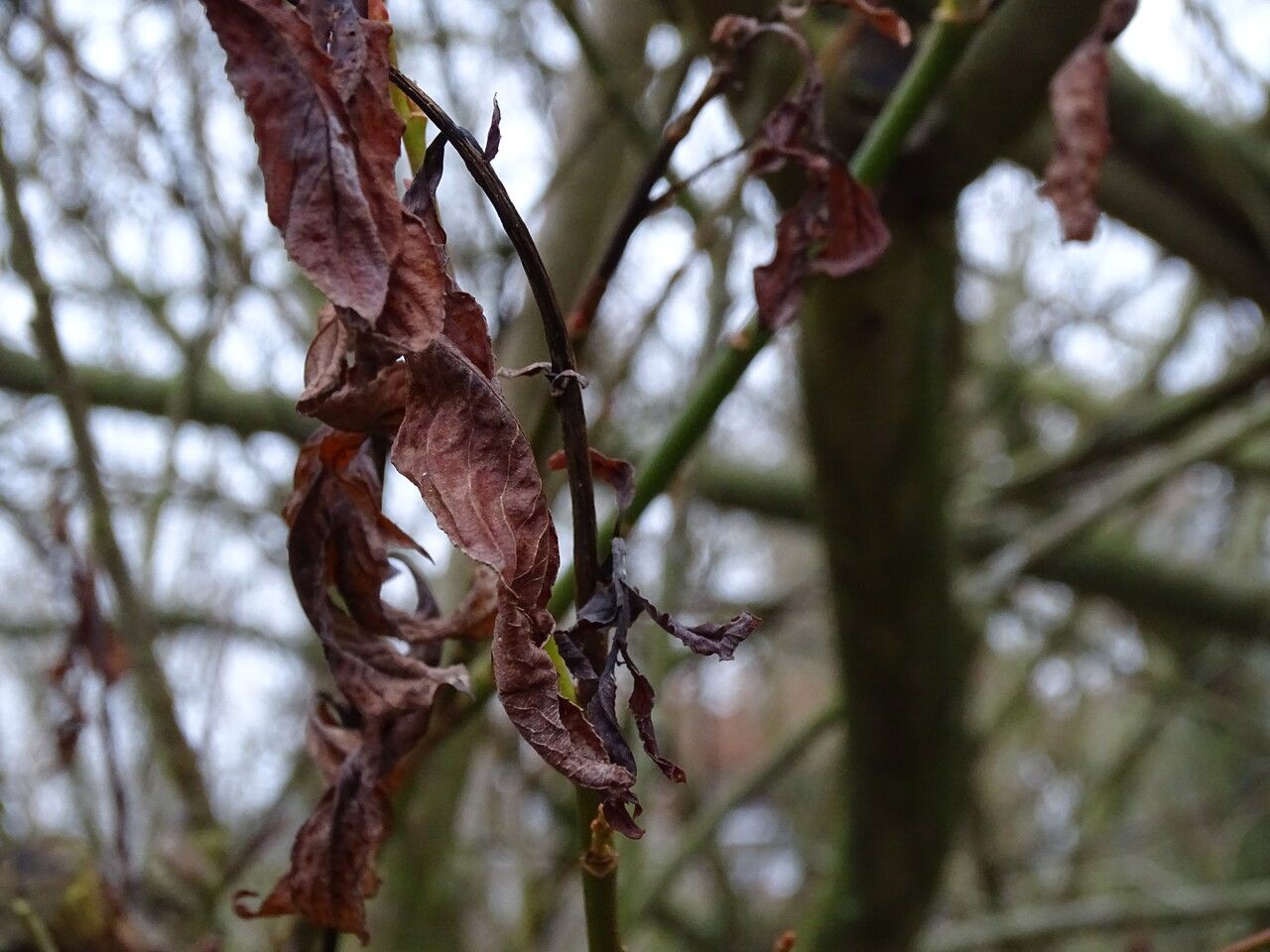 Salix gracilistyla — houseplant care guide