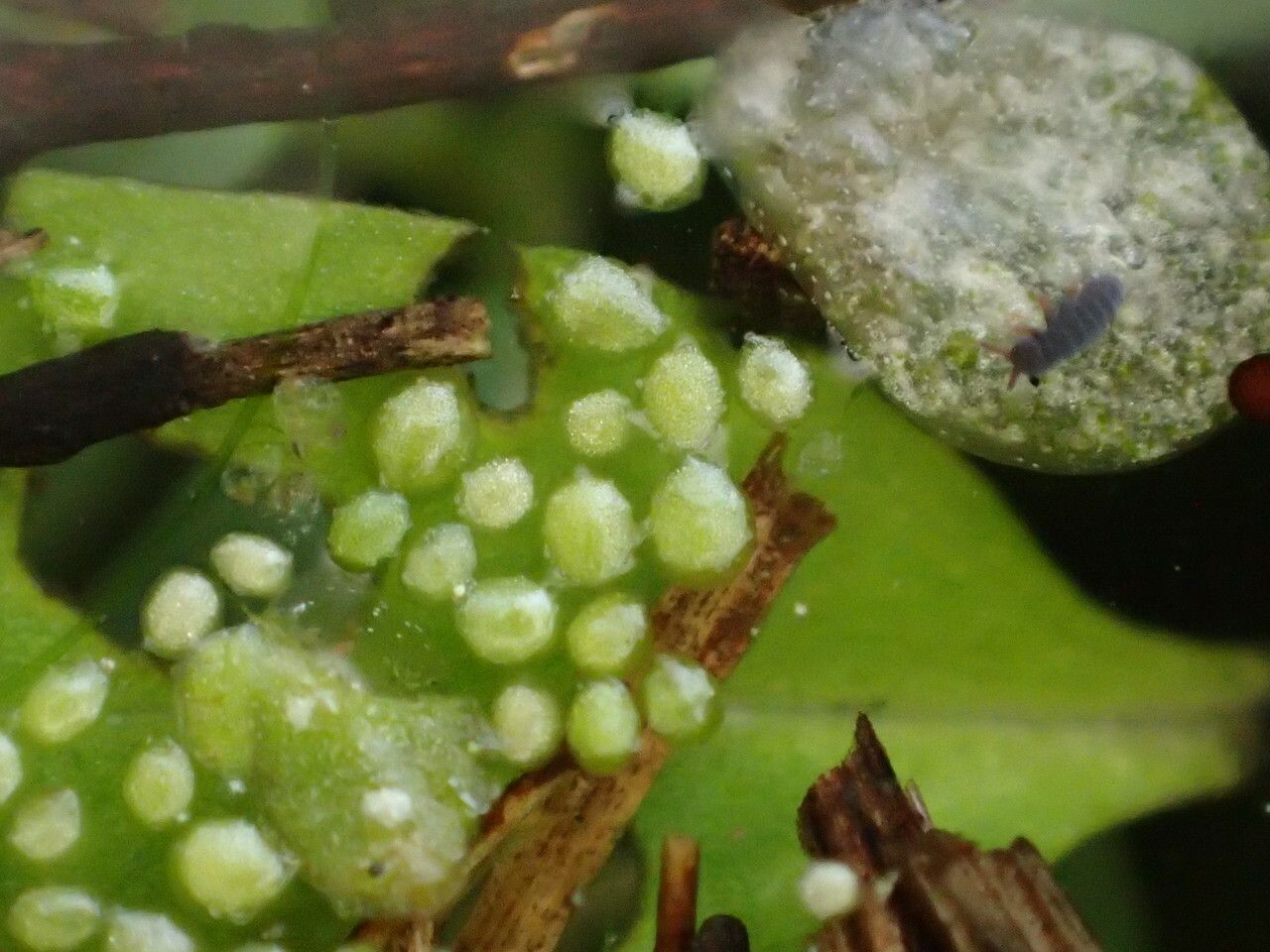 Wolffia arrhiza — search result for 'Laos'