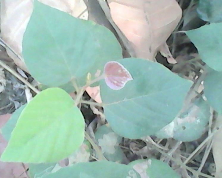 Flemingia faginea — related species from the same genus