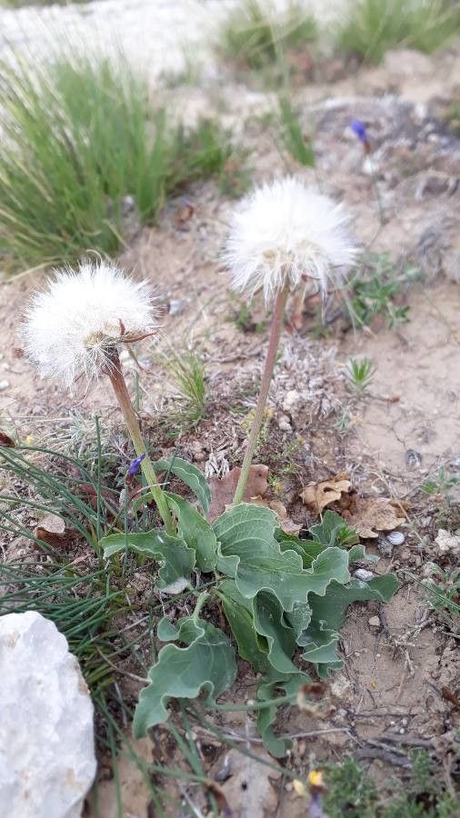 Scorzonera austriaca fruit