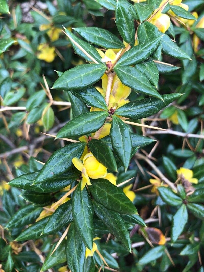 Berberis candidula flower