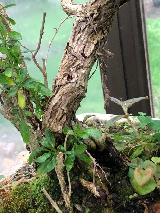 Serissa japonica bark