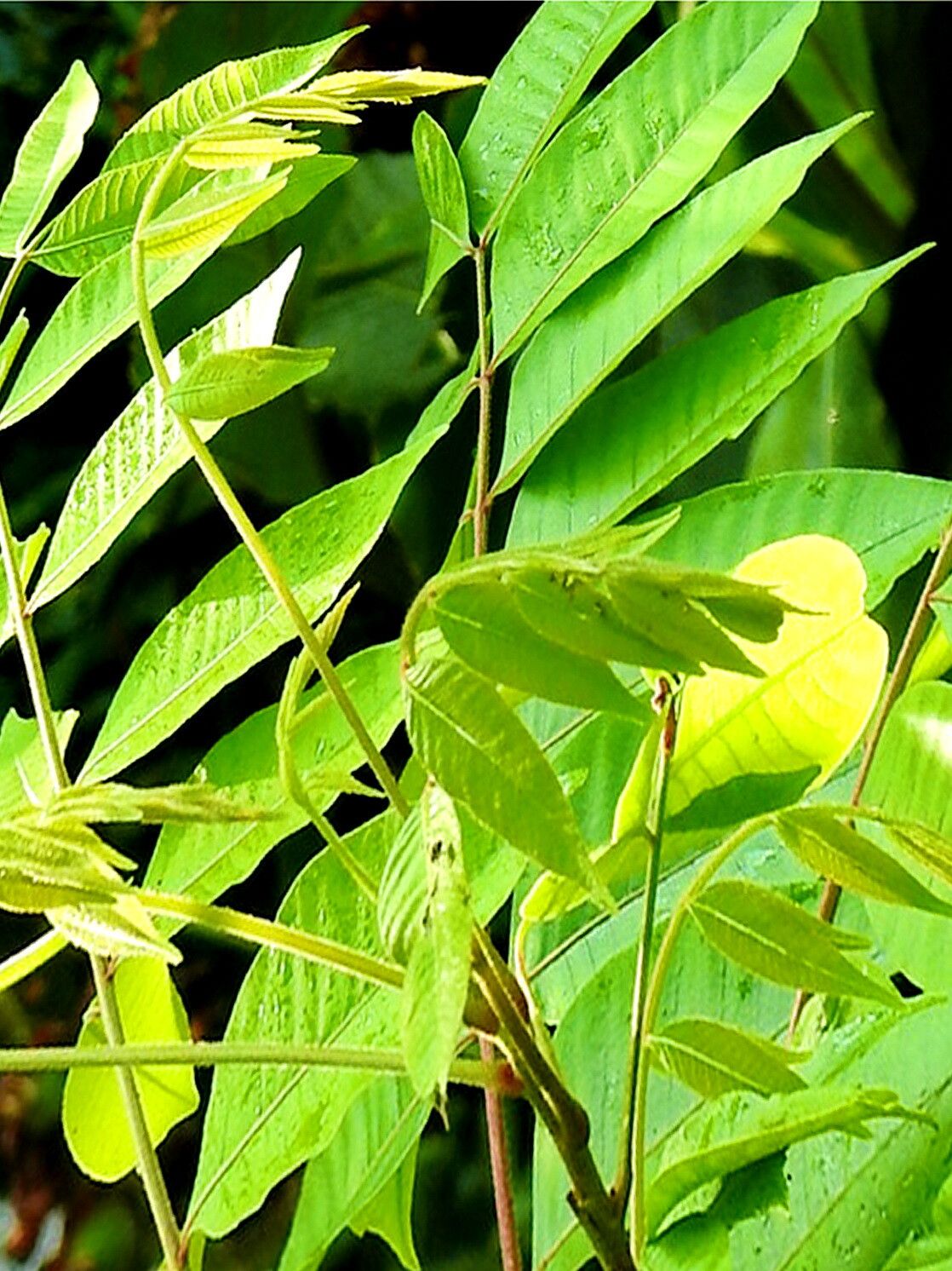 Toxicodendron sylvestre — houseplant care guide