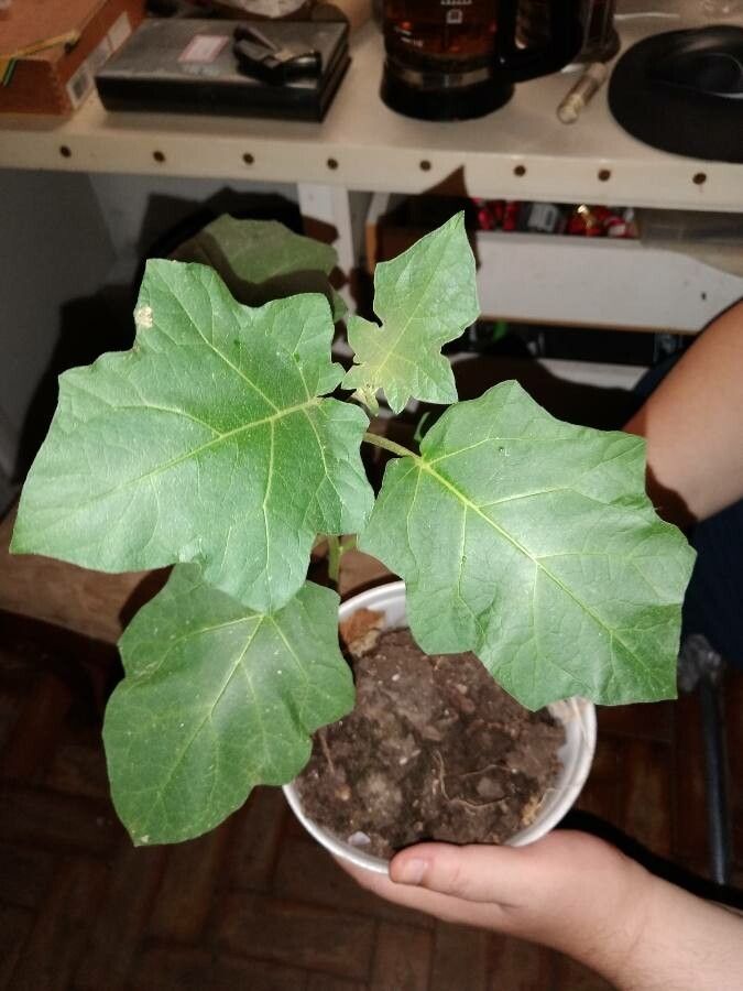 Solanum sessiliflorum — search result for 'Solanum'