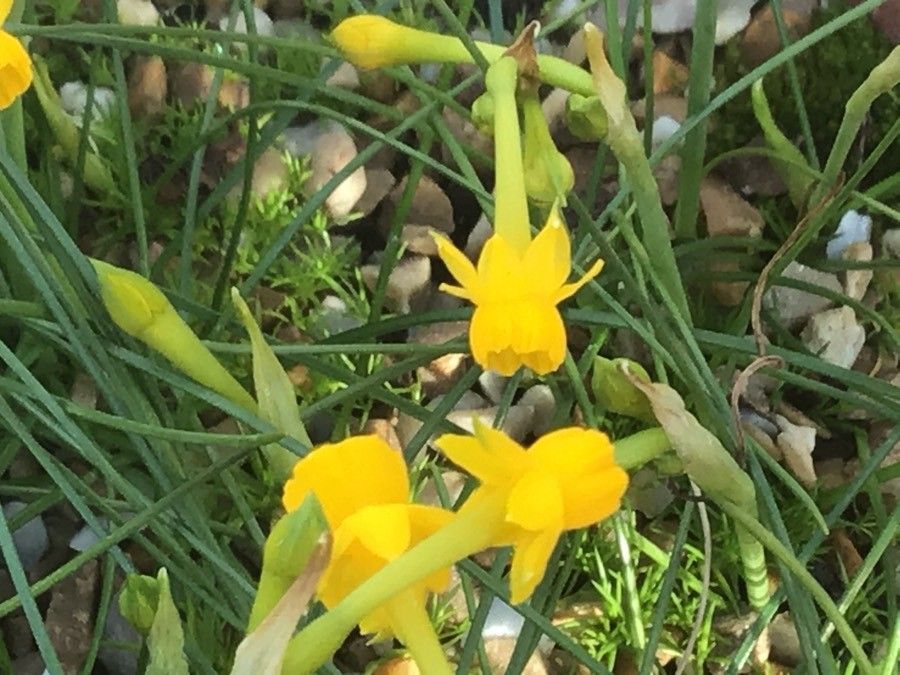 Narcissus gaditanus flower