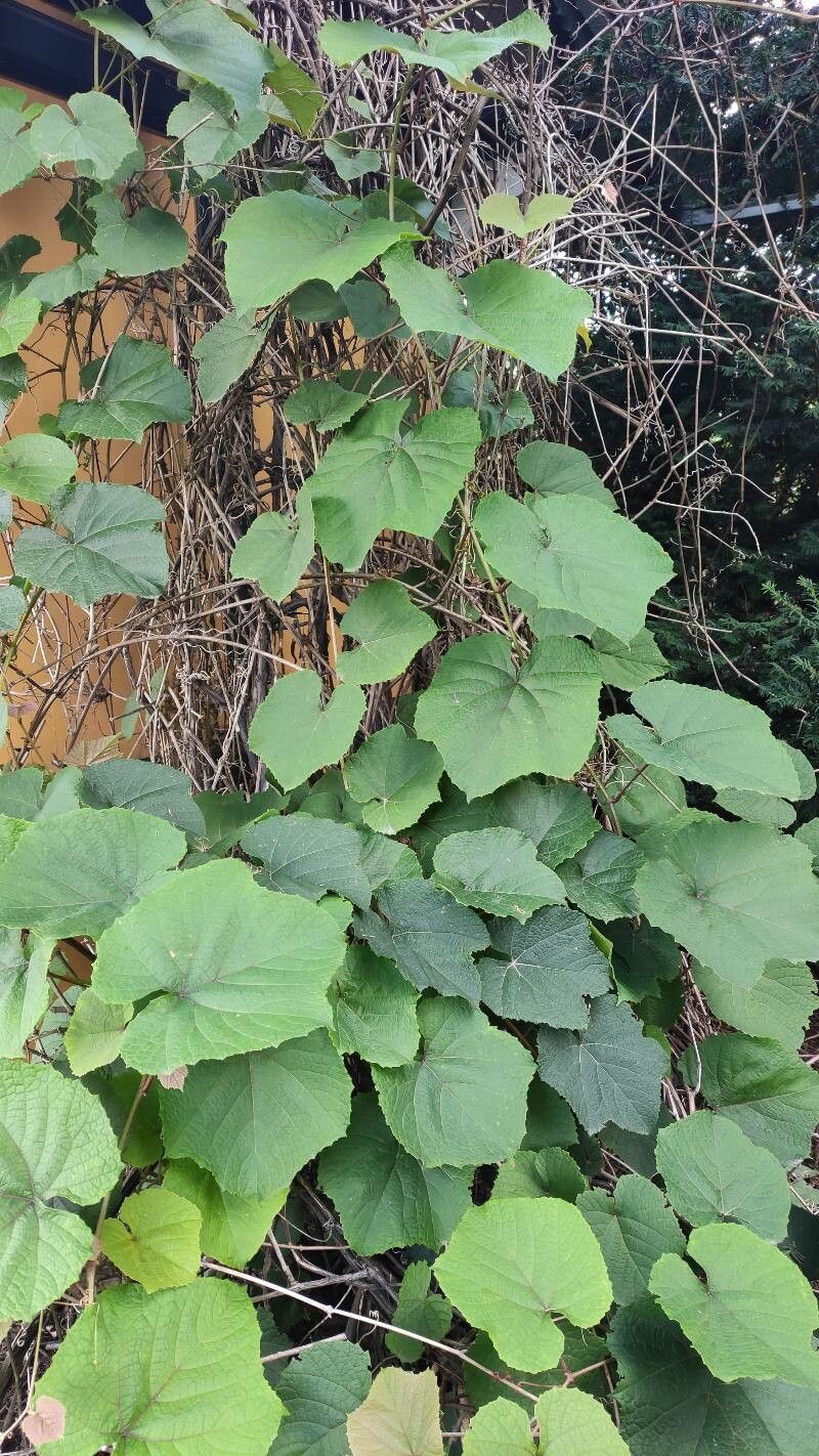 Vitis coignetiae habit