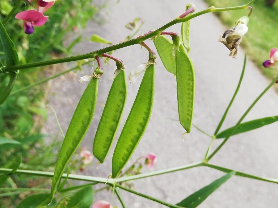 Lathyrus sylvestris fruit