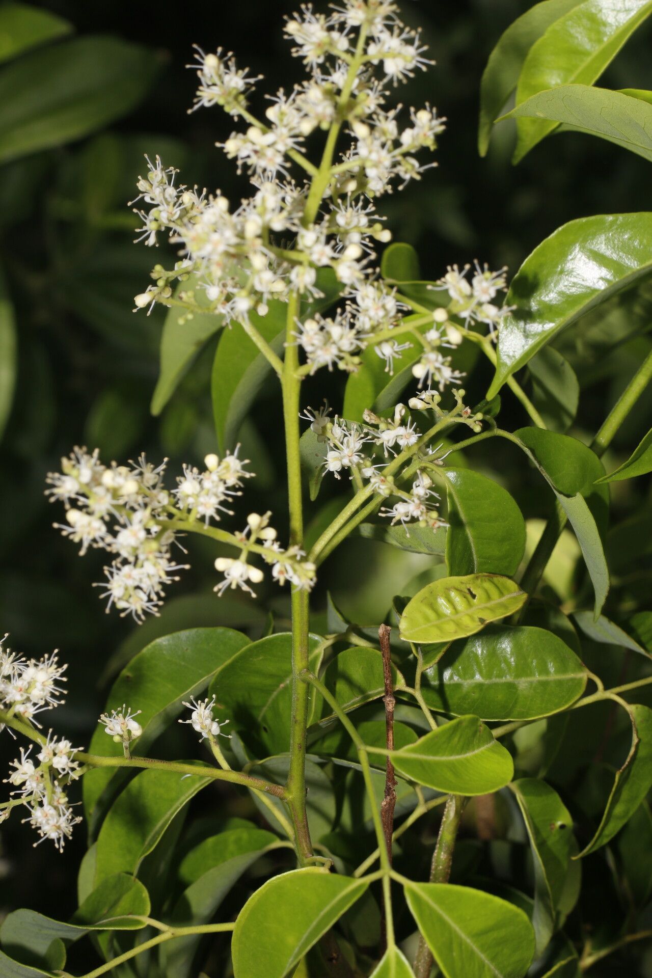 Amyris pinnata flower