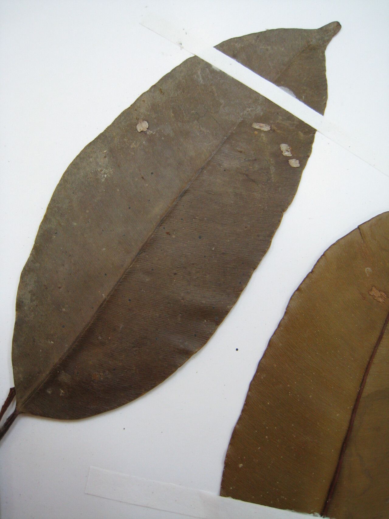 Micropholis egensis other