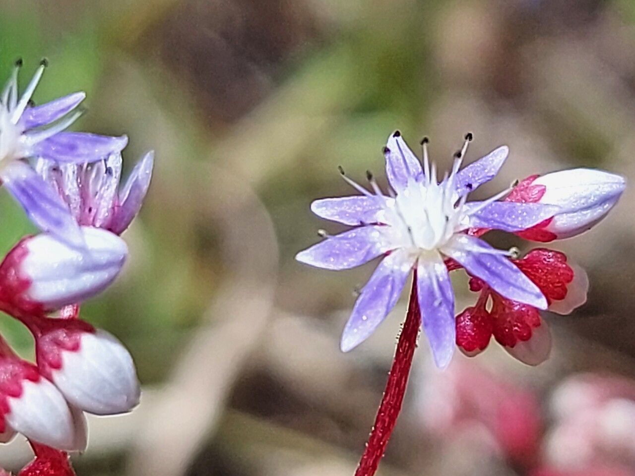 Sedum caeruleum flower