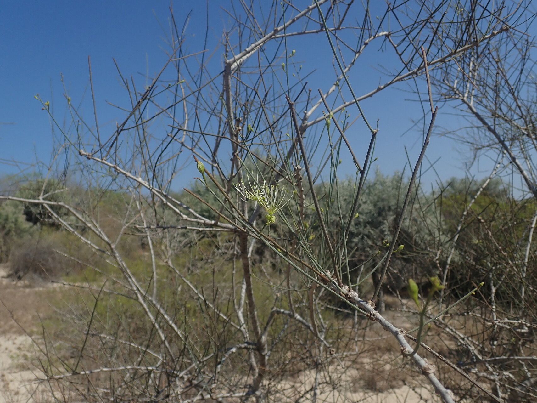 Maerua nuda — search result for 'Maerua'
