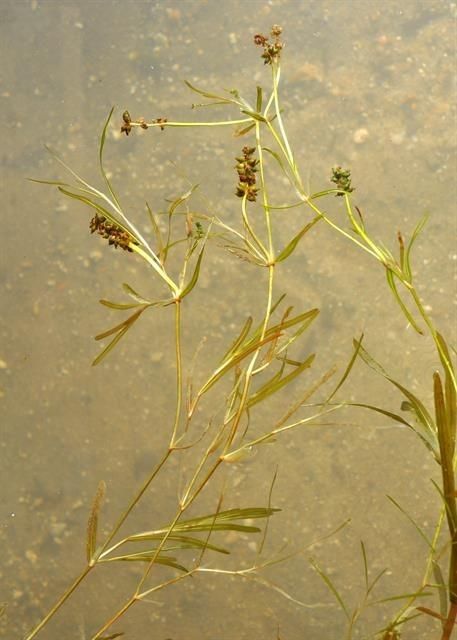 Potamogeton friesii habit