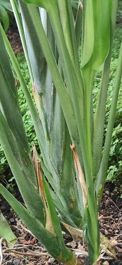 Dracaena aubryana bark